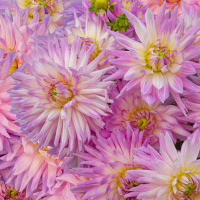 100 Pcs