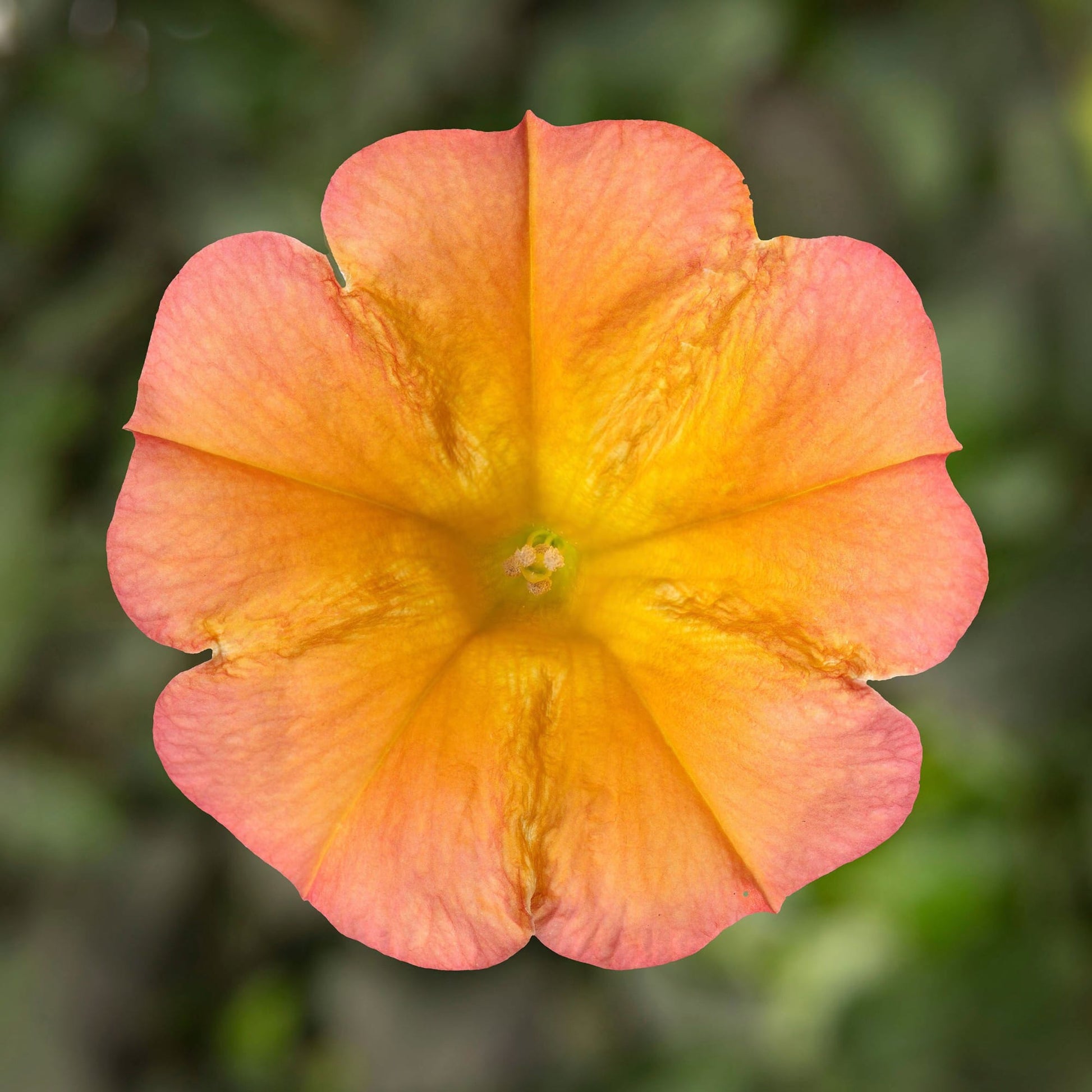 Peach Petunia Flower Seeds for Planting - Heirloom, NON-GMO, Easy to Grow Garden Blooms