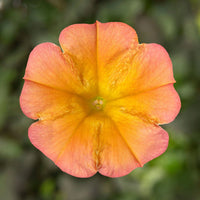 Peach Petunia Flower Seeds for Planting - Heirloom, NON-GMO, Easy to Grow Garden Blooms