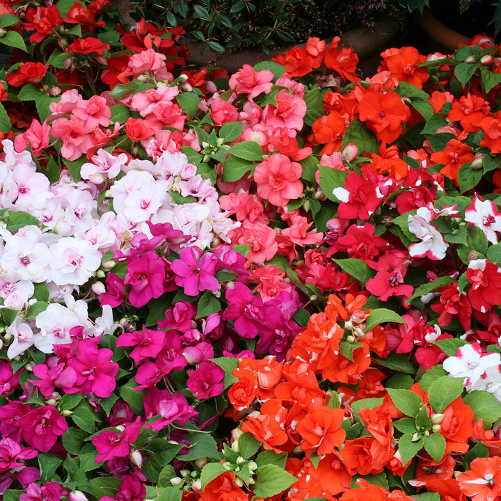 Heirloom Non-GMO Guinea Flower Seeds for Planting – Bright Tropical Ornamental Garden Blooms