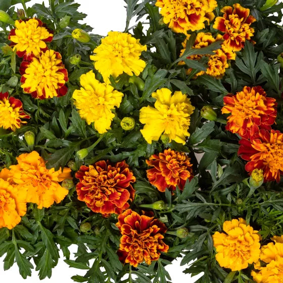 Marigold Flower Seeds for Planting ,Heirloom Seeds -100 pcs