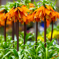 Fritillaria Imperialis Orange Flower Seeds for Planting – Heirloom, Non-GMO, Organic