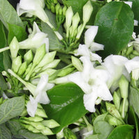Loroco Flower Seeds for Planting, NON GMO Seeds for planting in home garden