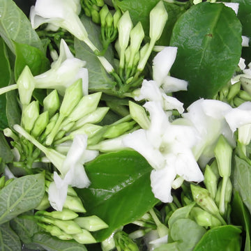 Loroco Flower Seeds for Planting, NON GMO Seeds for planting in home garden
