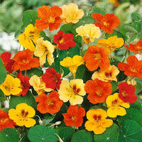 Heirloom Nasturtium Flower Seeds for Planting – Non-GMO, Fresh Edible Garden Blooms