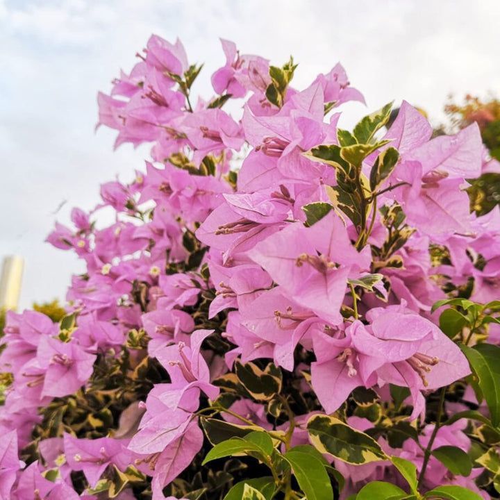 Heirloom Non-GMO Light Pink Bougainvillea Flower Seeds for Planting – Climbing Vine Seeds