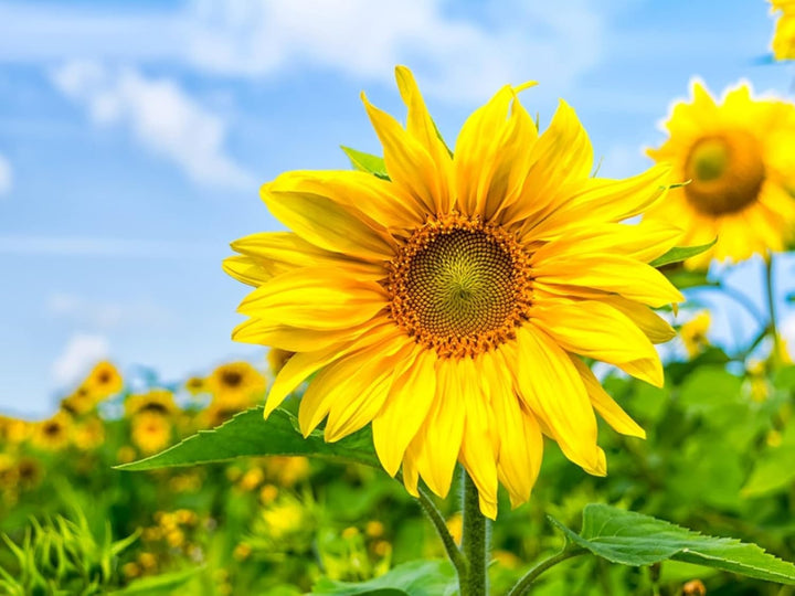 Yellow Heliopsis Flower Seeds for Planting, 100 pcs
