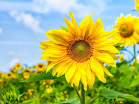 Yellow Heliopsis Flower Seeds for Planting, 100 pcs