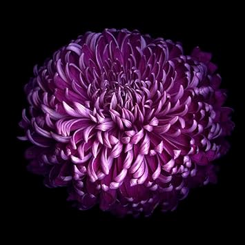 Organic Chrysanthemum Deep Purple Flower Seeds for Planting – Heirloom, Non-GMO