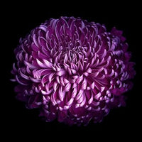 Organic Chrysanthemum Deep Purple Flower Seeds for Planting – Heirloom, Non-GMO