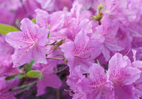 Azalea Flower Seeds for Planting, Purple, NON GMO Seeds seeds for planting in home garden