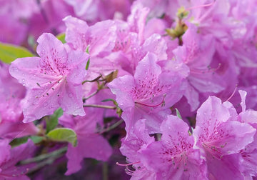 Azalea Flower Seeds for Planting, Purple, NON GMO Seeds seeds for planting in home garden