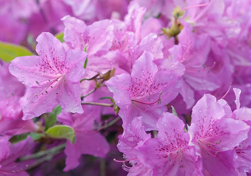 Azalea Flower Seeds for Planting, Purple, NON GMO Seeds seeds for planting in home garden