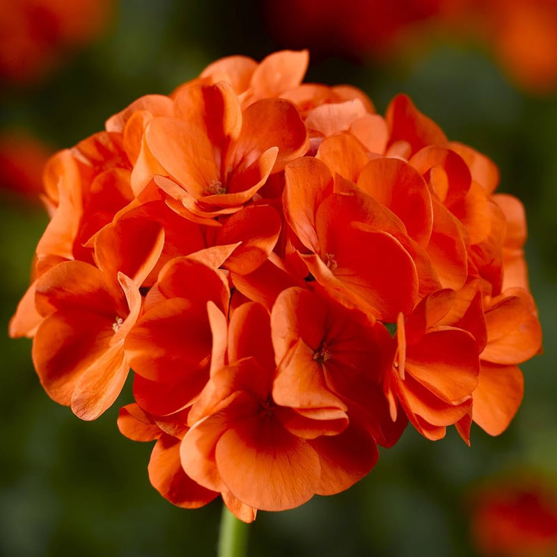 Light Orange Geranium Heirloom Non-GMO Seeds for Planting
