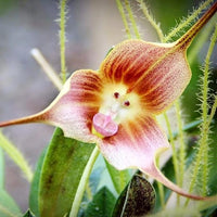 Orchid (Orchid scientific name) for planting in garden