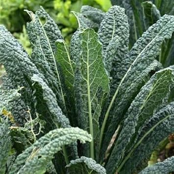 Kale Seeds for Home Garden, 100 Pcs pcs