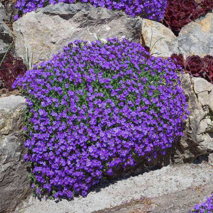 Aubrieta Plant Seeds Blue for Planting – Heirloom, Non-GMO, Organic
