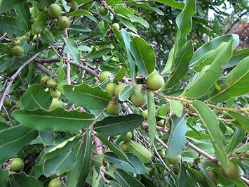 Ebony fruit seeds