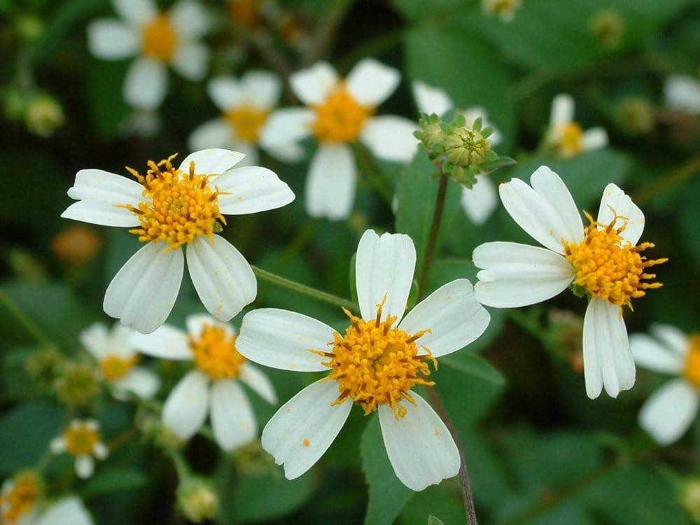 Bidens Pilosa Flower Seeds Heirloom Non GMO Planting - 100 pcs
