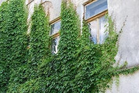 Ivy plant seeds
