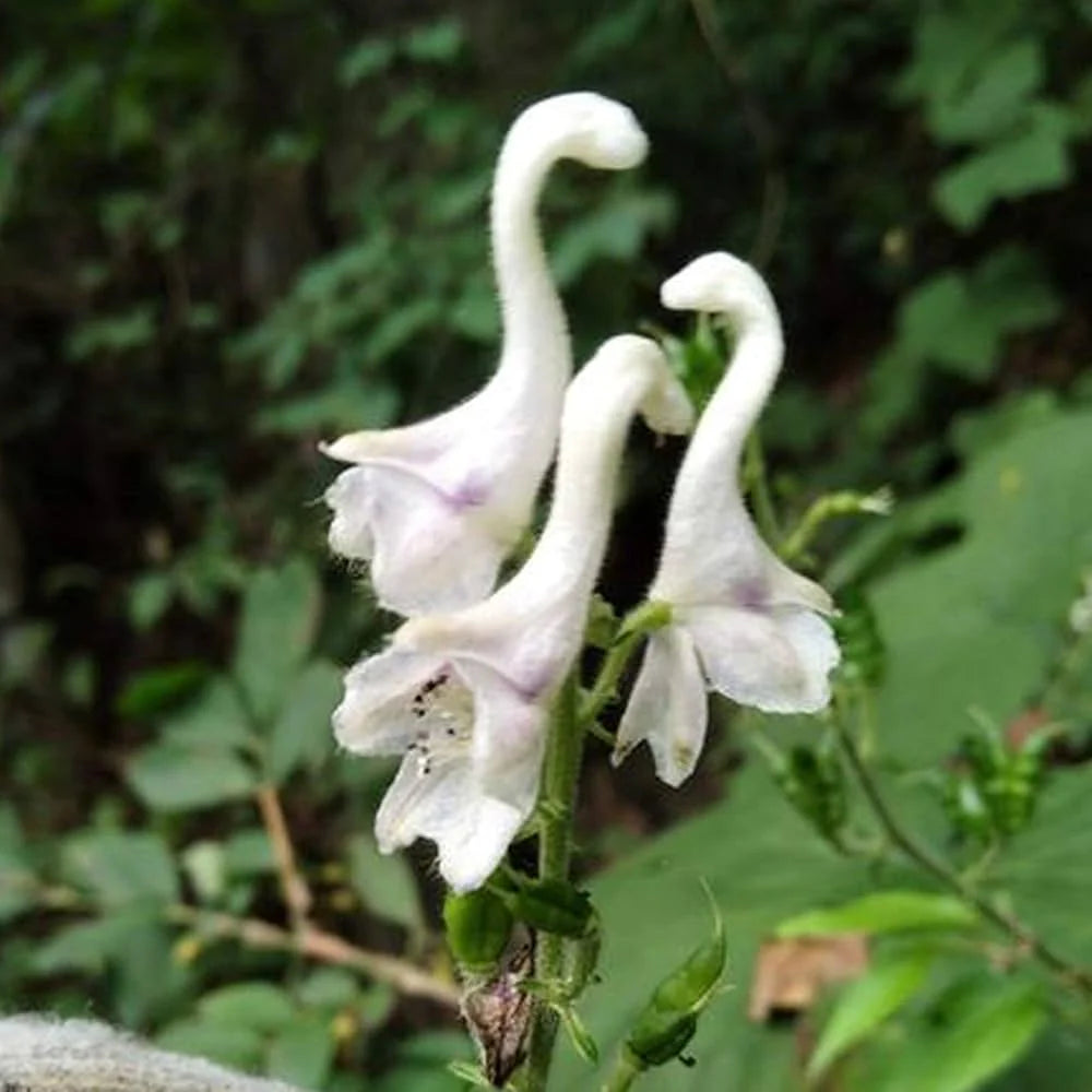 Heirloom Non-GMO White Swan Flower Seeds – Elegant Garden Blooms for Planting