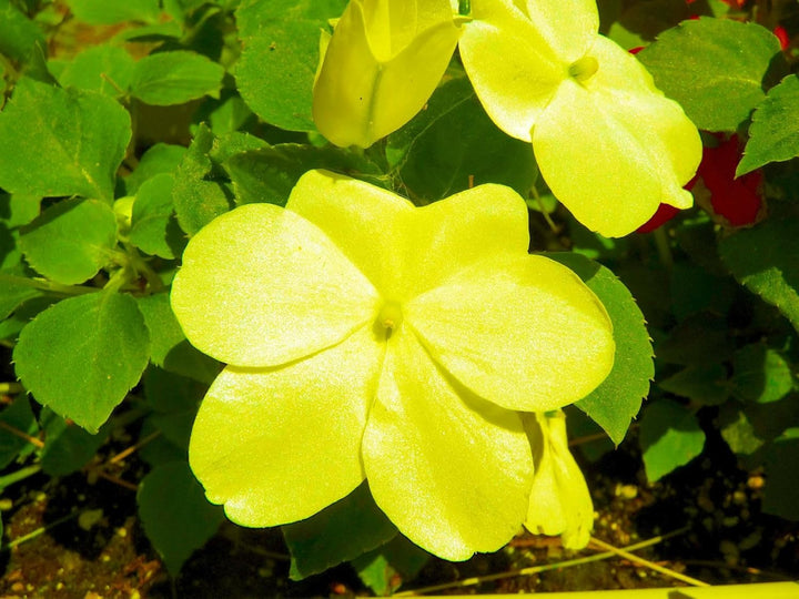Yellow Impatiens Flower Seeds for Planting, 100 pcs