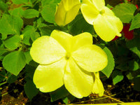 Yellow Impatiens Flower Seeds for Planting, 100 pcs