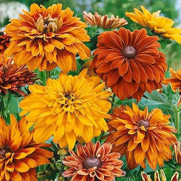 Yellow Rudbeckia Goldstrum Flower Seeds for Planting 100 pcs seeds for planting in home garden