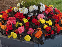 Begonia Mixed Flower Seeds for Planting - NON GMO Seeds
