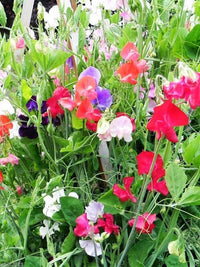 Heirloom Everlasting Pea Flower Seeds, Non-GMO Climbing Blooms for Planting