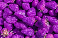Red Mangosteen Fruit Seeds - Exotic and Sweet Fruit for Your Garden 100 Pcs pcs