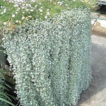 Heirloom Non-GMO Dichondra Repens Plant Seeds ƒ?? Ground Cover Lawn Seeds for Garden Planting
