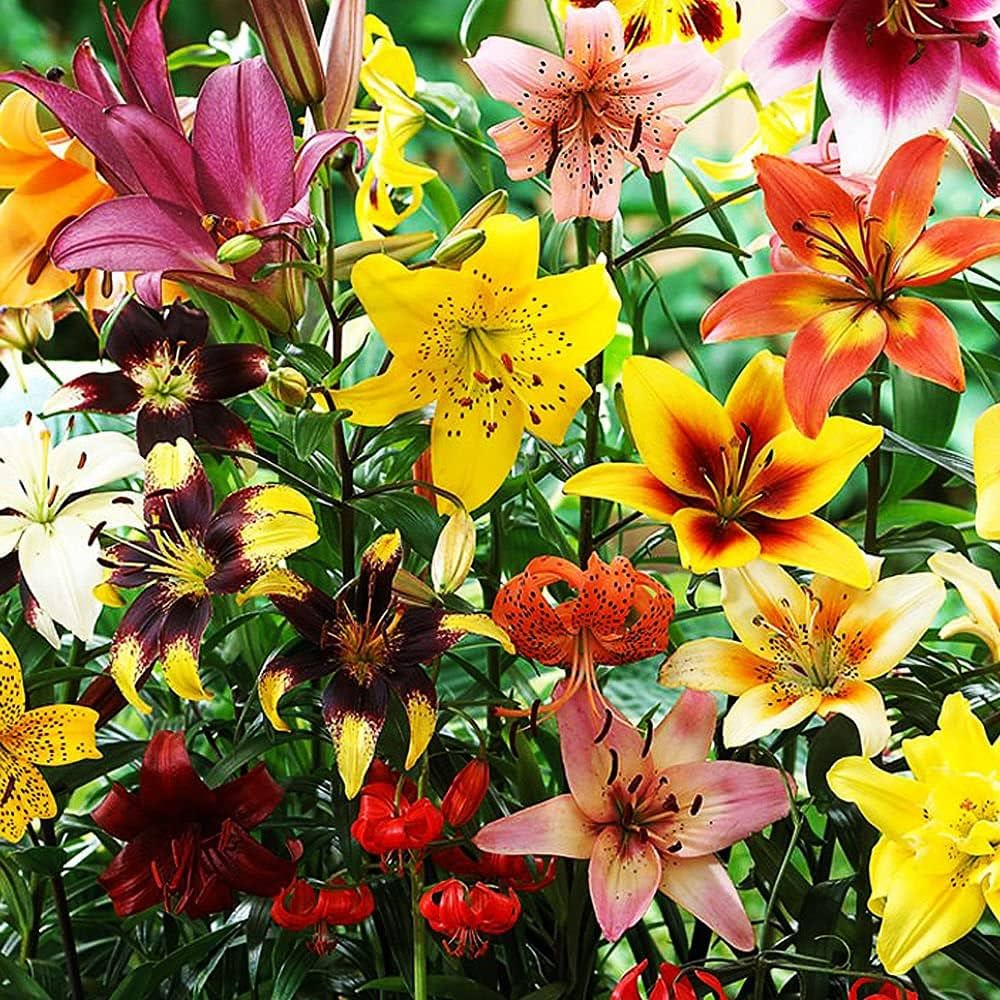Mixed Rain Lily Flower Seeds for Planting - NON GMO Seeds