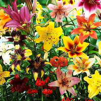 Mixed Rain Lily Flower Seeds for Planting - NON GMO Seeds