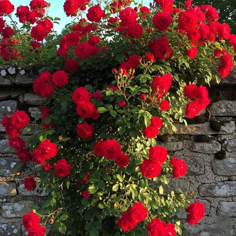 Climbing Rose Seeds for Planting – Heirloom, Non-GMO Seeds for Vertical Garden Blooms