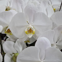 Butterfly Orchid Flower Seeds for Planting, 100 pcs