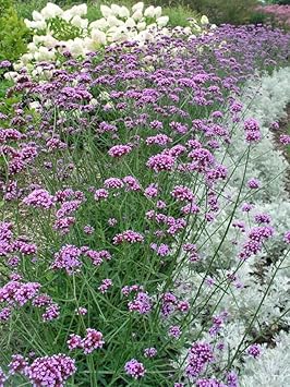 Multi-Color Verbena Flower Seeds for Planting ƒ?? Heirloom, Non-GMO, Organic