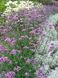 Multi-Color Verbena Flower Seeds for Planting ƒ?? Heirloom, Non-GMO, Organic