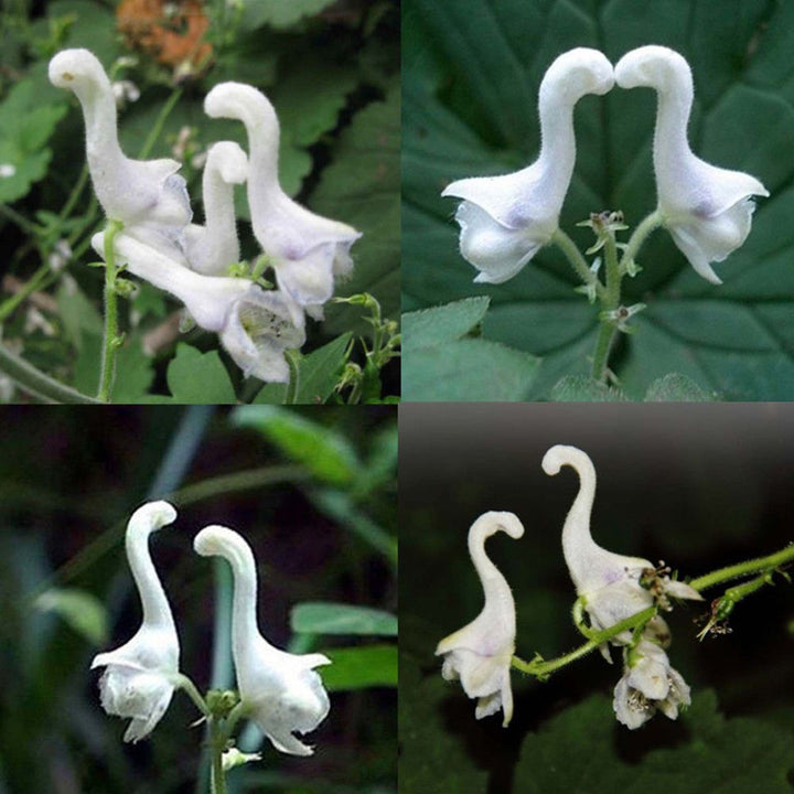 Heirloom Non-GMO Swan Flower Seeds for Planting – Elegant Ornamental Blooms for Garden Landscapes