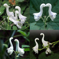 Heirloom Non-GMO Swan Flower Seeds for Planting – Elegant Ornamental Blooms for Garden Landscapes