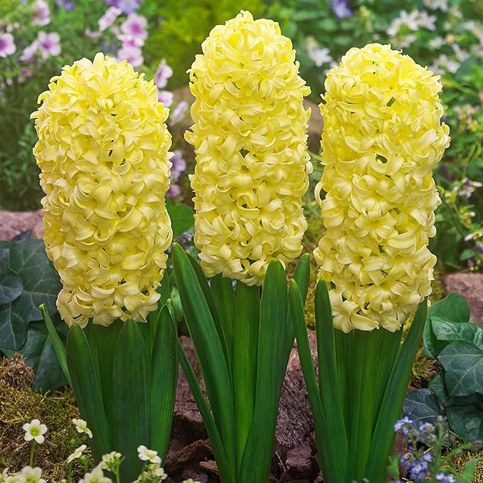 Heirloom (Heirloom scientific name) for planting in garden