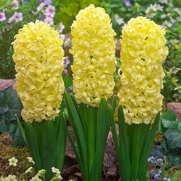 Heirloom (Heirloom scientific name) for planting in garden