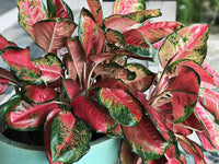 Aglaonema Red Flower Seeds for Planting - NON GMO Seeds for planting in home garden