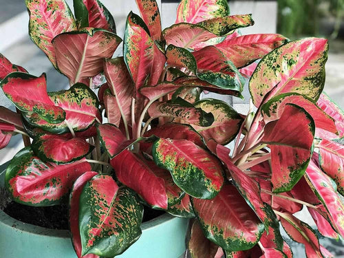 Aglaonema Red Flower Seeds for Planting - NON GMO Seeds for planting in home garden