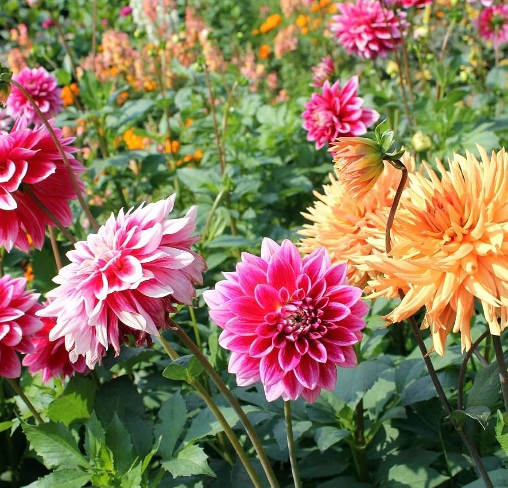 Mixed Dahlia bulbs for planting in a garden