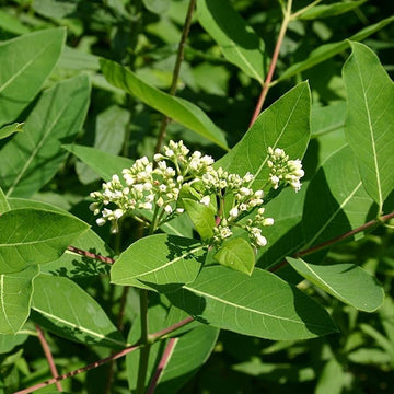 Heirloom Non-GMO Dogbane Plant Seeds for Planting – Hardy Medicinal Plant for Pollinator-Friendly Gardens - Non-GMO for planting in home garden
