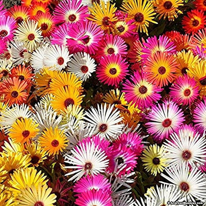 Mischfarbe Flower Seeds for Planting, NON GMO Seeds