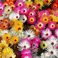 Mischfarbe Flower Seeds for Planting, NON GMO Seeds