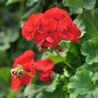 Non-GMO (Non-GMO scientific name) for planting in garden