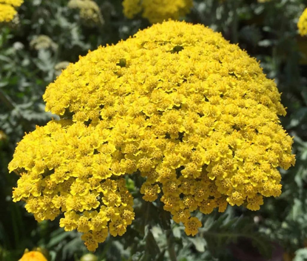 Achillea Flower Seeds for Planting, Heirloom, Non-GMO, 100 pcs